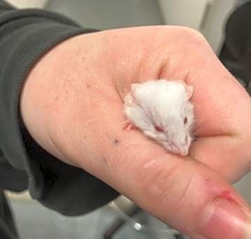 Photo of Tiny Tater