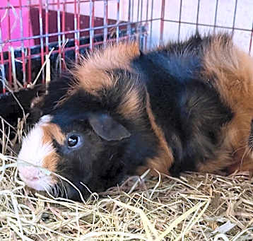 Photo of BOOMER