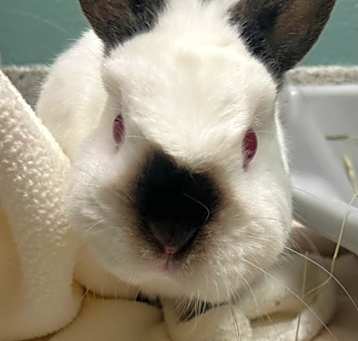 Photo of Snowball