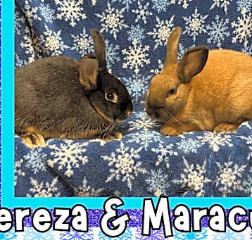 Photo of Cereza