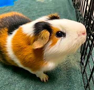 Photo of Reese