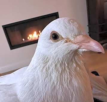 Photo of Bonita