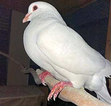 Photo of Turkey