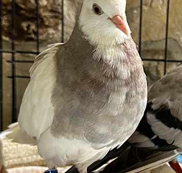 Photo of Waffles