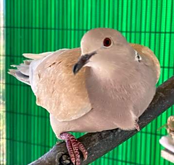 Photo of Breeze