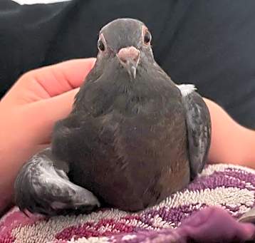 Photo of Tippy Toes w/ Bungalow