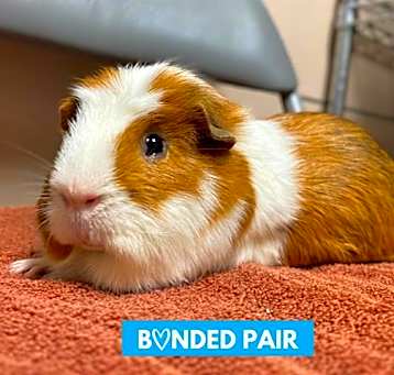 Photo of BUTTERS