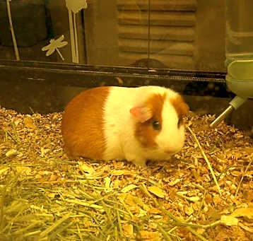 Photo of PRINCESS