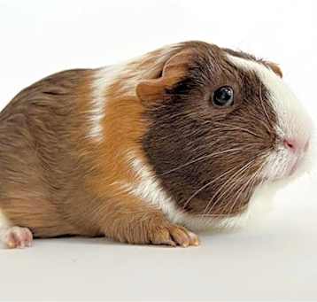 Photo of PICKLES