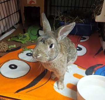 Photo of Benji