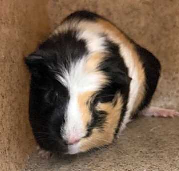 Photo of Penny