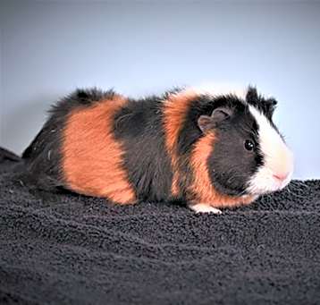 Photo of TACO