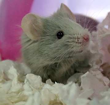 Photo of Count Chocula