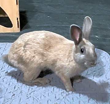 Photo of MOUSE