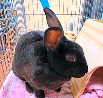 Photo of PEPPER