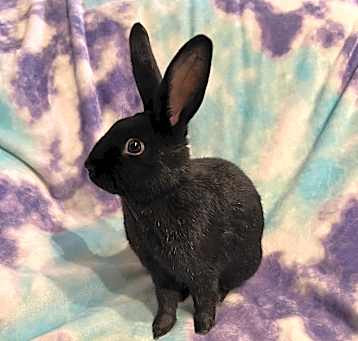 Photo of Blueberry