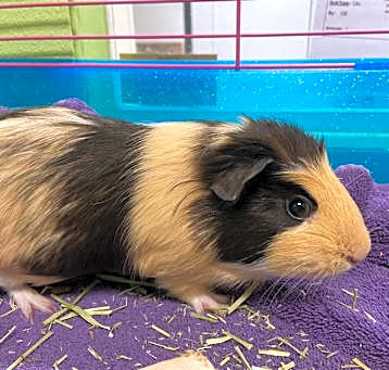 Photo of TILLY