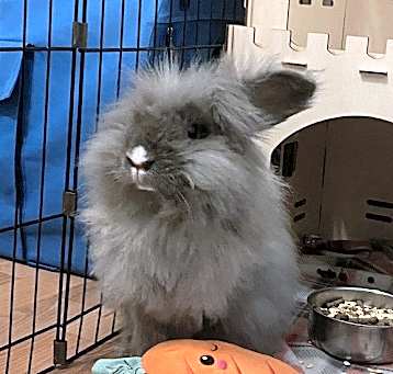Photo of Bubblegum