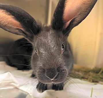 Photo of Bunlee