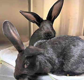 Photo of Bunniex