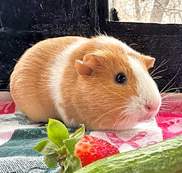 Photo of Lottie (bonded to Cindy)