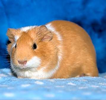 Photo of Cindy (bonded to Lottie)