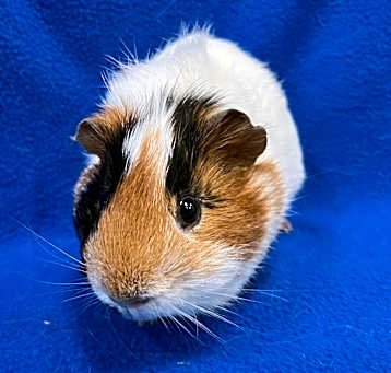 Photo of Garlic (bonded with Sprout)