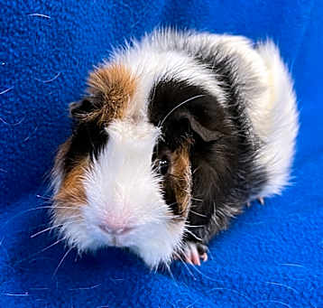 Photo of Sprout (bonded with Garlic)
