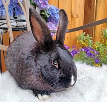 Photo of Cyrus