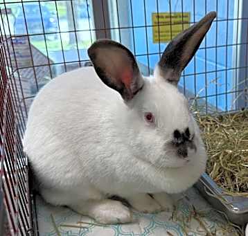 Photo of PEANUT