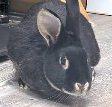 Photo of Cotton