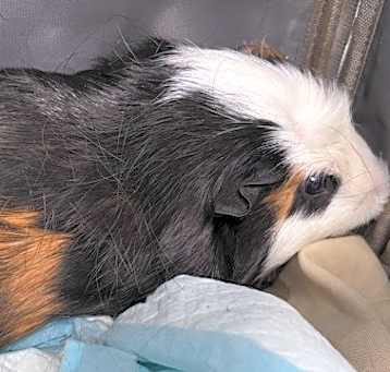 Photo of Boen