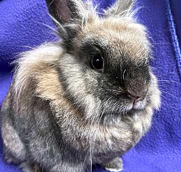 Photo of Coco