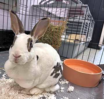 Photo of Twix