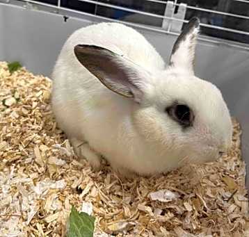 Photo of Snickers