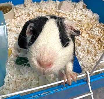 Photo of Moo