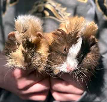 Photo of Lola and Lila