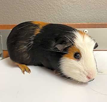 Photo of Guinea