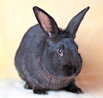 Photo of Fiddler