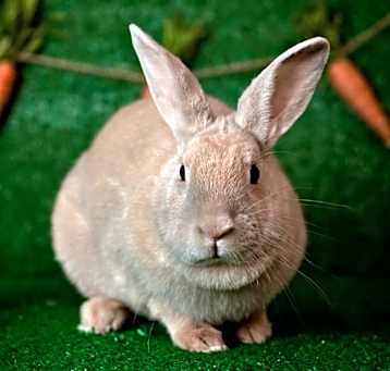Photo of Tokki 