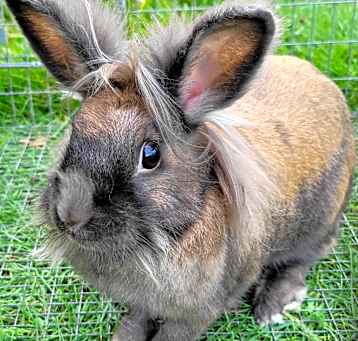 Photo of Foo foo