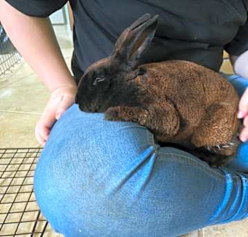 Photo of Chocolate Bunny
