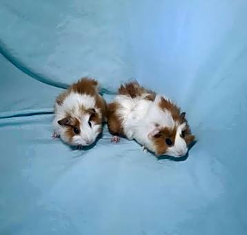 Photo of Arya and Brienne