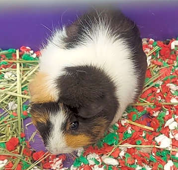 Photo of CA128 Reese