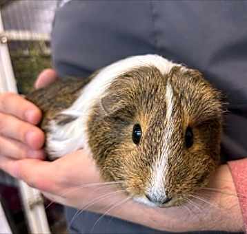 Photo of Artemis