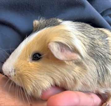 Photo of Bently