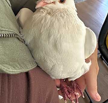 Photo of Bunny