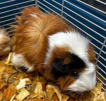 Photo of Snacks