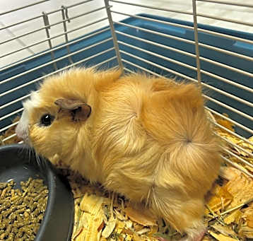 Photo of Cheeks