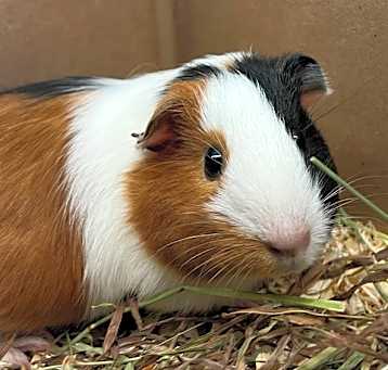 Photo of Hershey